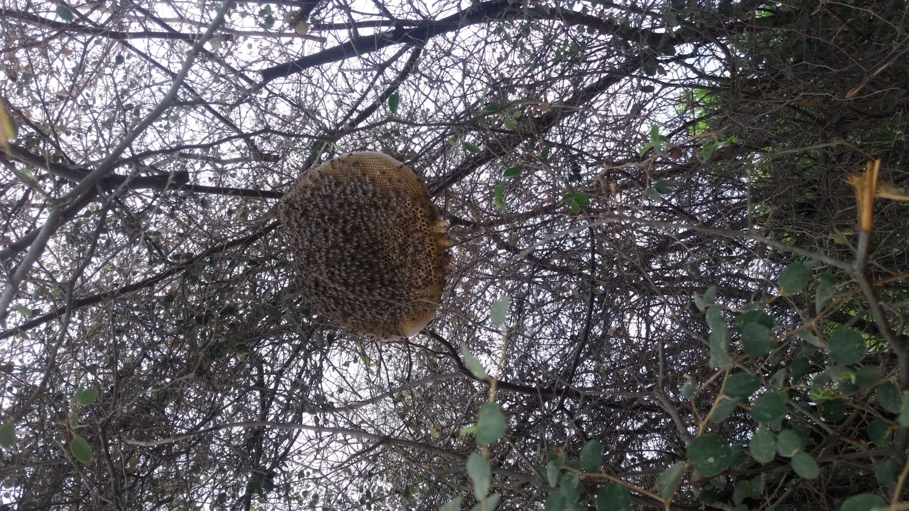 عسل وحشی 